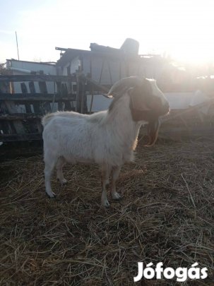 Eladó kecske