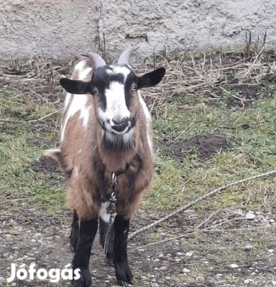 Eladó kecske.