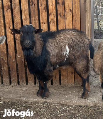 Eladó kecske 