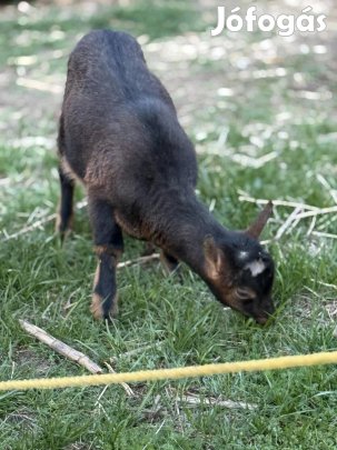 Eladó kecske!!