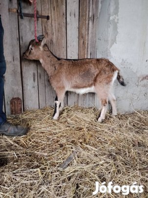Eladó kecske , kecskék
