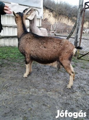 Eladó kecske, kecske családok!