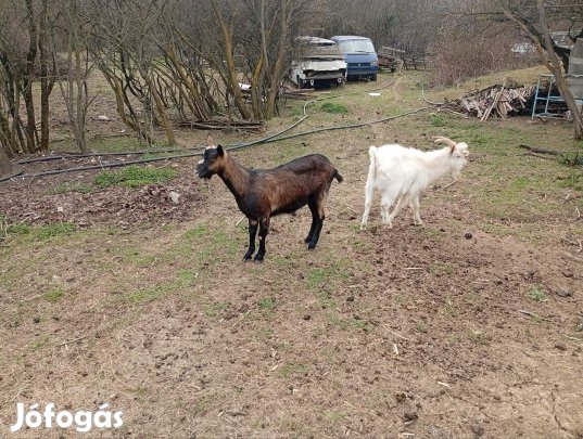 Eladó,kecske- kecskék,de nem kék!