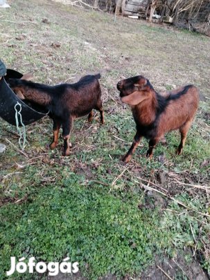Eladó kecske, nagyon szelíd kecskék!