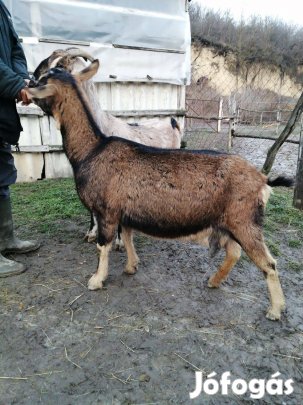 Eladó kecske, nagyon szelíd kecskék!