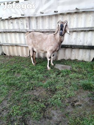 Eladó kecske, nagyon szelíd kecskék!