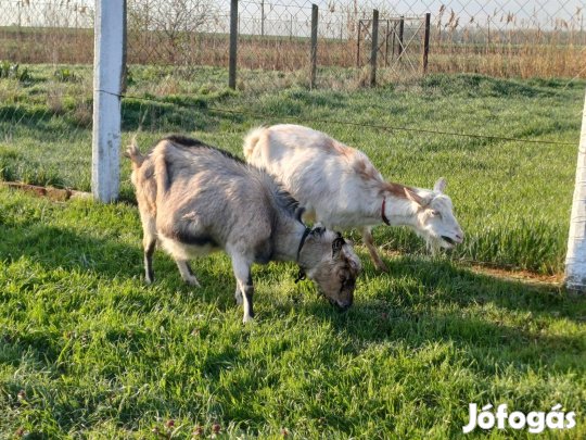 Eladó kecske álományom