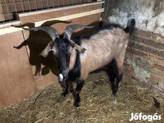 Eladó kecske pár