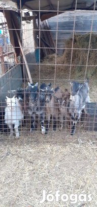 Eladó kecskegidák Szigetszentmiklóson