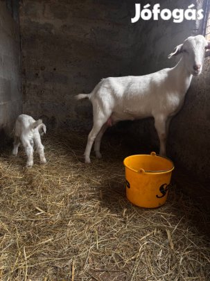 Eladó kecskék