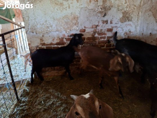 Eladó kecskék