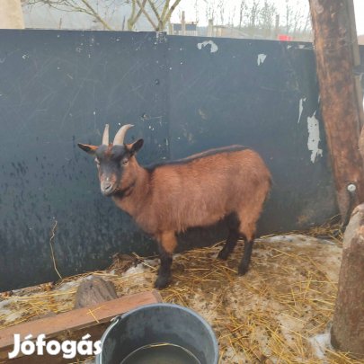 Eladó kecskék