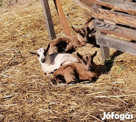 Eladó kecskék és gidák
