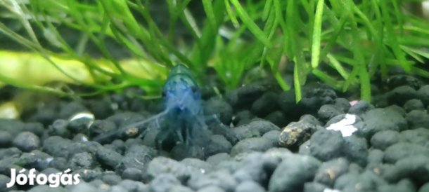 Eladó kék garnéla