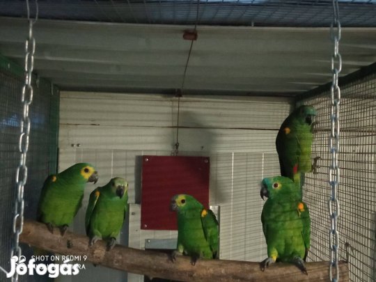 Eladó kékhomlokú amazonpapagáj