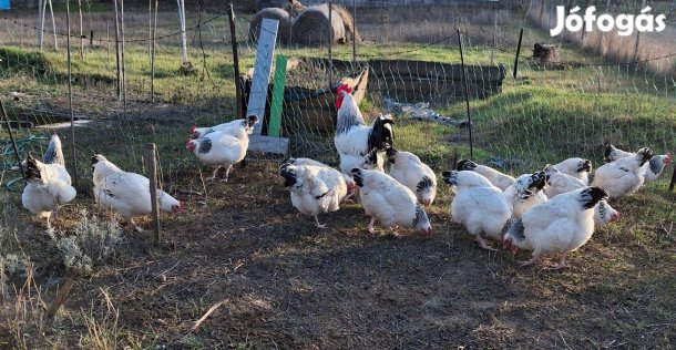 Eladó keltetni való Sussex tojás!