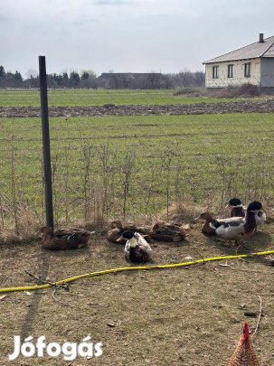 Eladó keltetni való tojás!