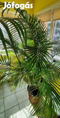 Eladó kencia pálma