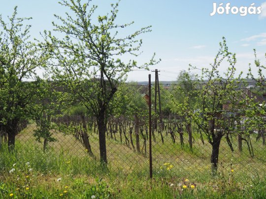 Eladó kert, gyümölcsös, Eger