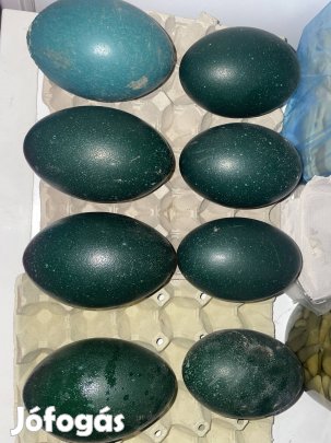 Eladó ketetnivaló emu tojás