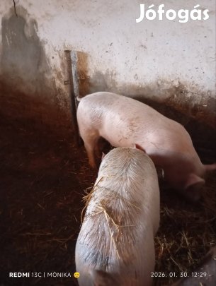 Eladó kettő hízók! 