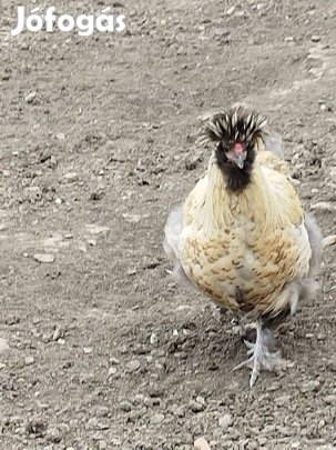 Eladó keverék kakas
