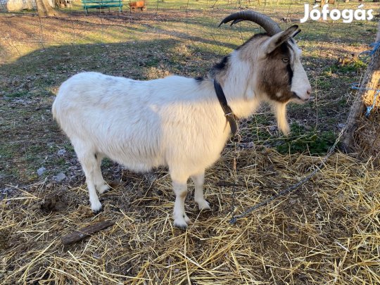 Eladó kézhez szokott kecske