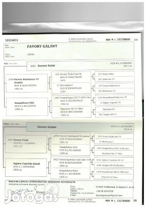 Eladó kimagasló képességű lipicai ló