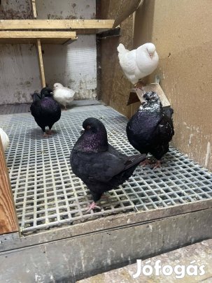 Eladó king galambok