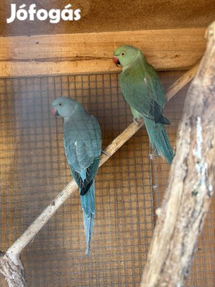 Eladó kis Sándor pár 