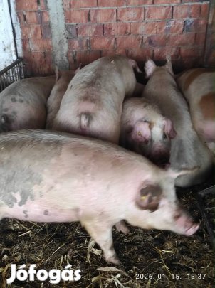 Eladó kis-és nagy súlyú hízó