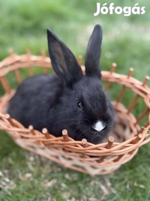 Eladó kis nyulak!!