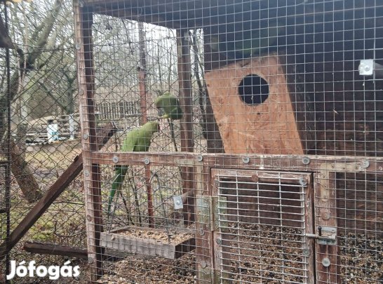 Eladó kis sándor papagáj