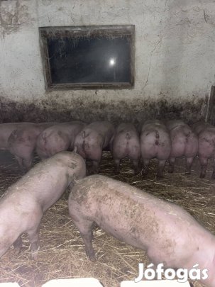 Eladó kis súlyú húsjellegű hízók 