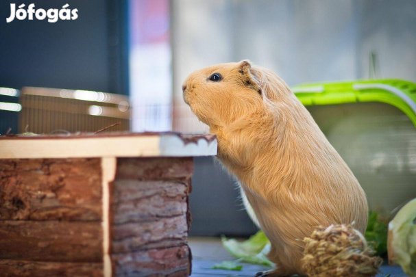 Eladó kisfiú tengerimalac babák