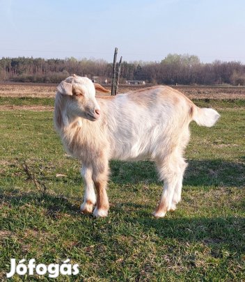 Eladó kiskecskék
