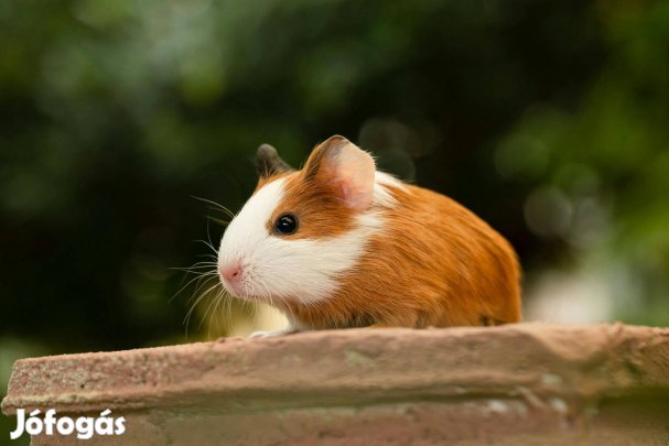 Eladó kislány tengerimalac babák
