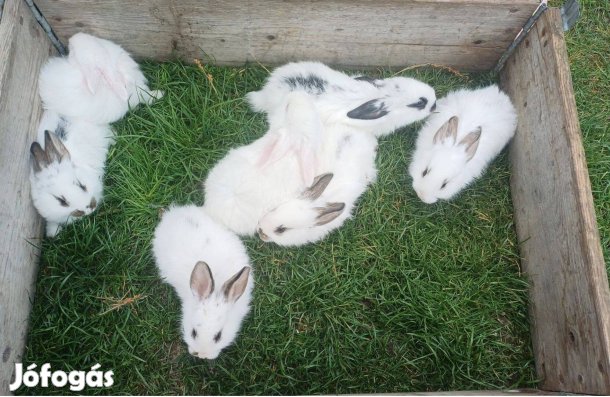 Eladó kisnyulak