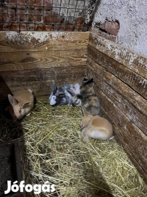 Eladó kisnyulak