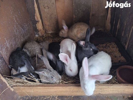 Eladó kisnyulak