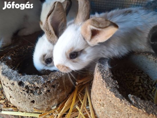 Eladó kisnyulak húsvétra