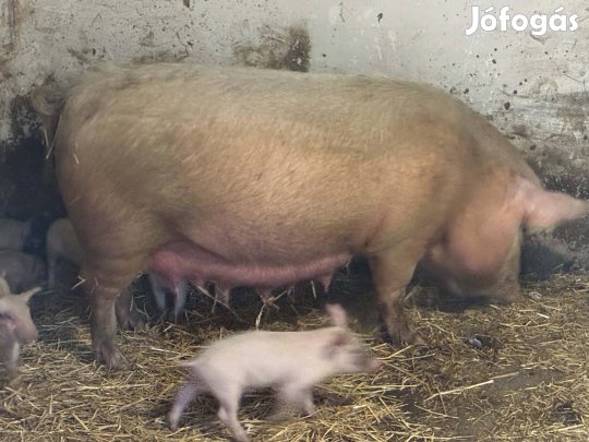 Eladó koca malacaival.