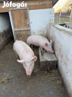 Eladó koca süldők