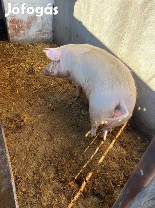 Eladó koca vágásra