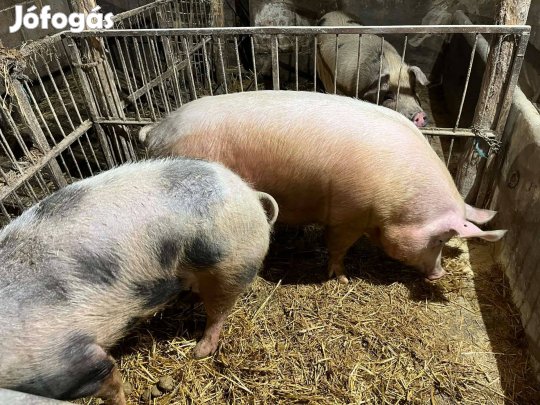 Eladó kocák hizók