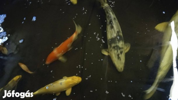 Eladó koi pontyok