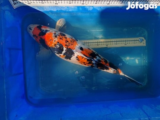 Eladó koi pontyok Szegedről