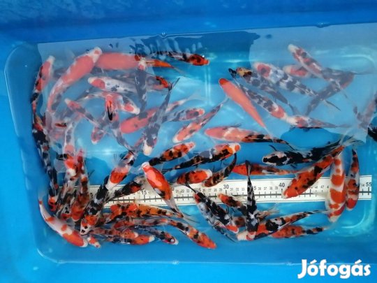 Eladó koi ponyok Szegeden