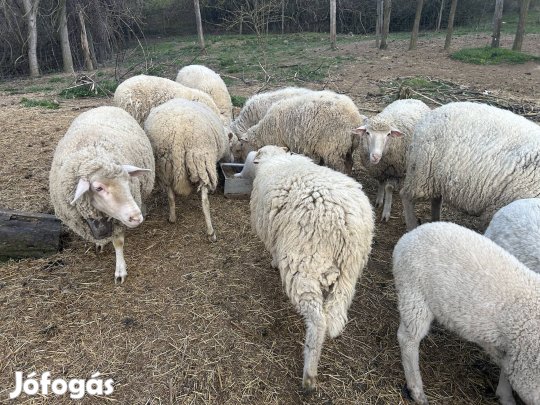 Eladó kos, kosbárány