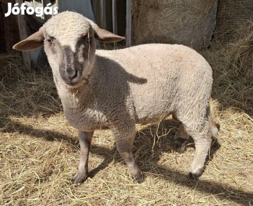 Eladó kos bárány